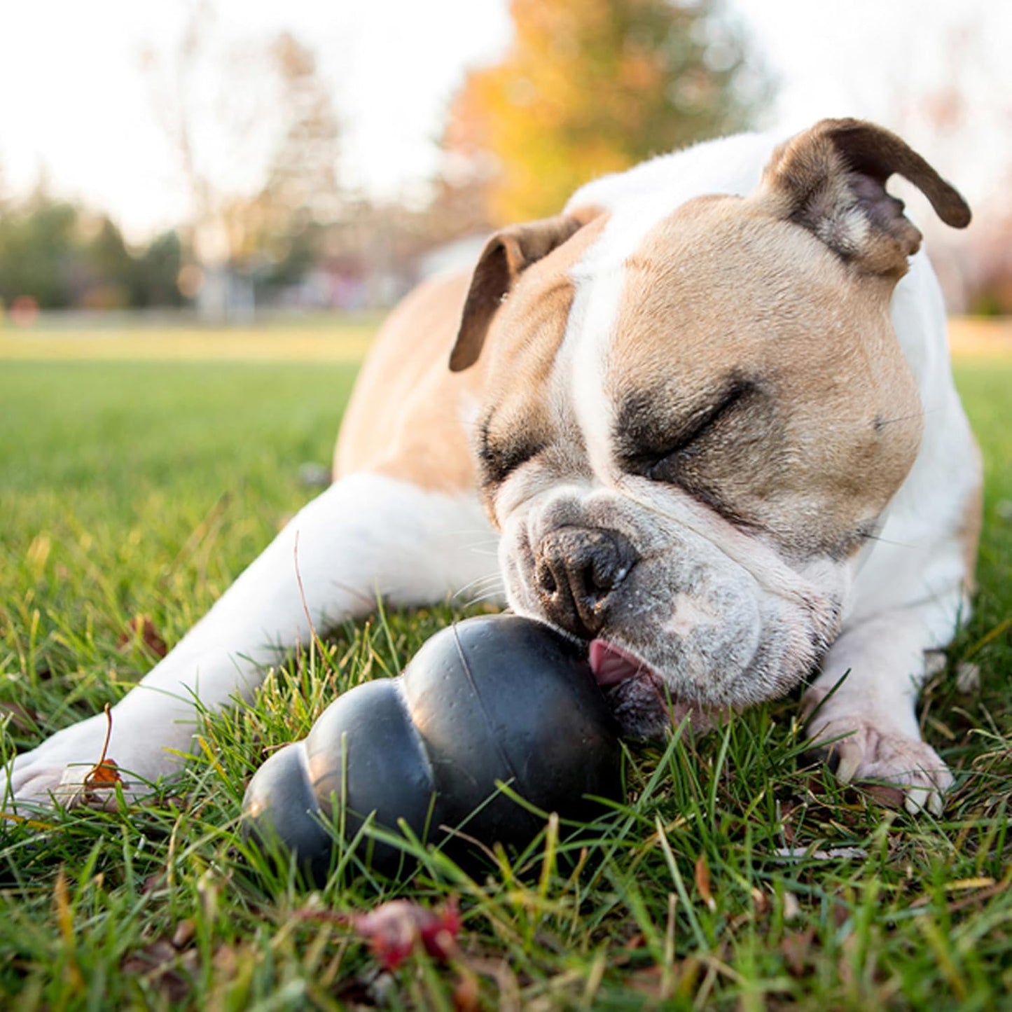 - Extreme Dog Toy - Toughest Natural Rubber, Black - Fun to Chew, Chase and Fetch - for Large Dogs